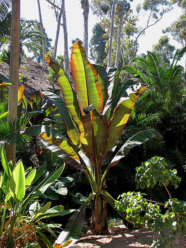 Darjeeling Banana (Musa sikkimensis) at Roger's Gardens