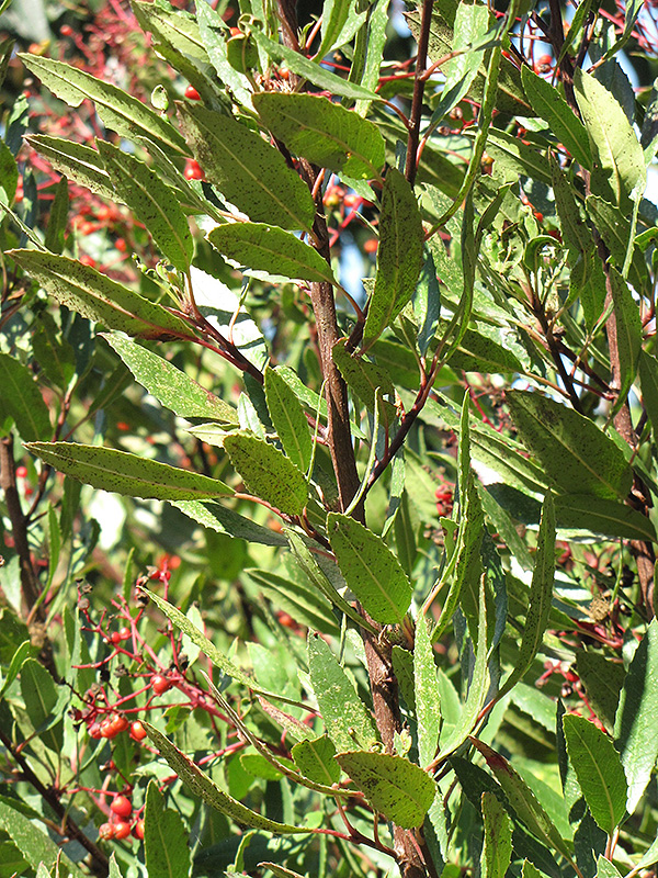 Tonyon (Heteromeles arbutifolia) at Roger's Gardens