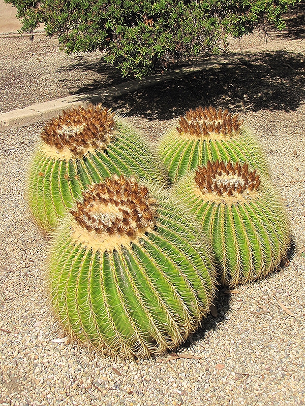 Golden Barrel Cactus (Echinocactus grusonii) at Roger's Gardens