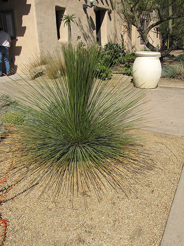 Mexican Grass Tree (Dasylirion longissimum) at Roger's Gardens