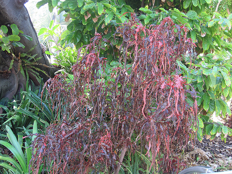 Raggedy Ann Copper Plant (Acalypha wilkesiana 'Raggedy Ann') at Roger's Gardens