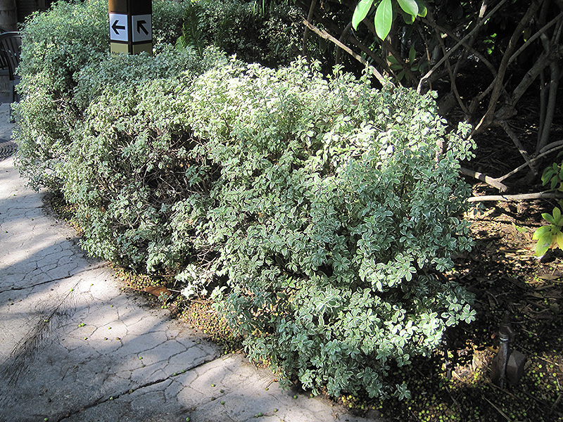 Variegated Kohuhu (Pittosporum tenuifolium 'Variegatum') at Roger's Gardens