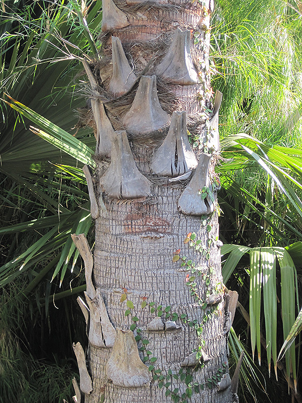 Ribbon Fan Palm (Livistona decora) at Roger's Gardens