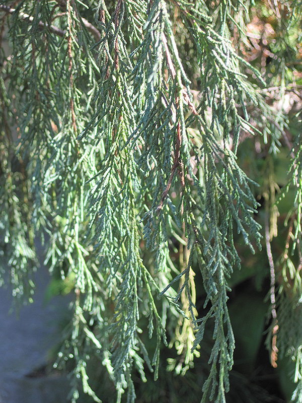 Tolleson's Weeping Juniper (Juniperus scopulorum 'Tolleson's Weeping') at Roger's Gardens