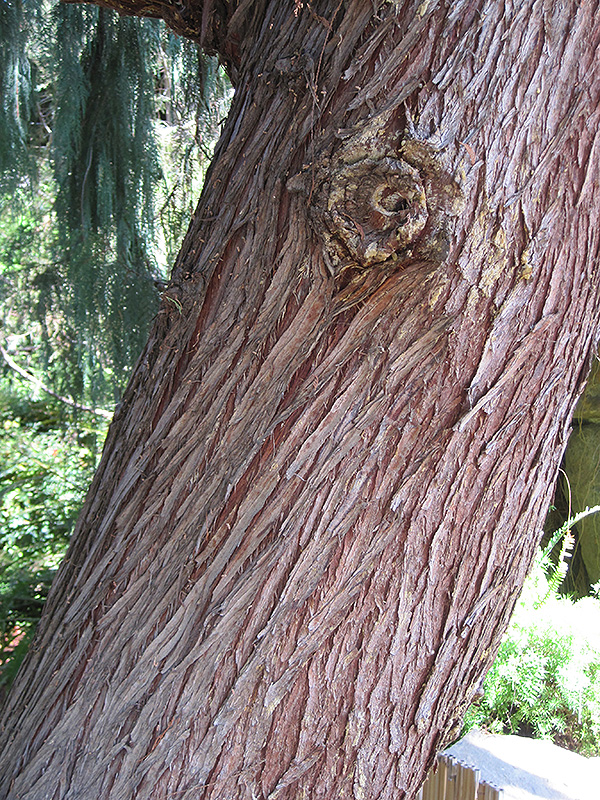 Kashmir Cypress (Cupressus torulosa 'var. cashmeriana') at Roger's Gardens