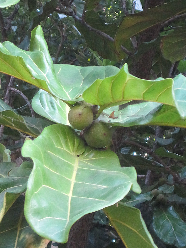 Fiddle Leaf Fig (Ficus lyrata) at Roger's Gardens