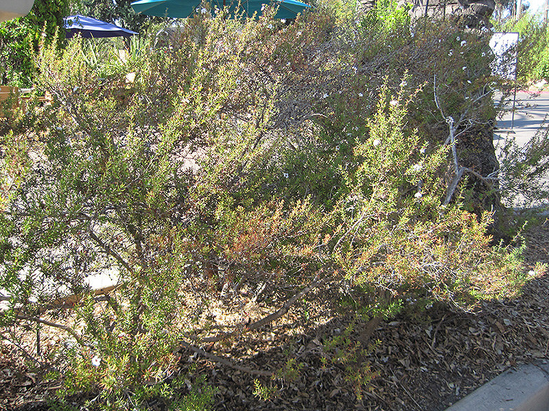 Snow Flake Tea-Tree (Leptospermum scoparium 'Snow Flake') at Roger's Gardens