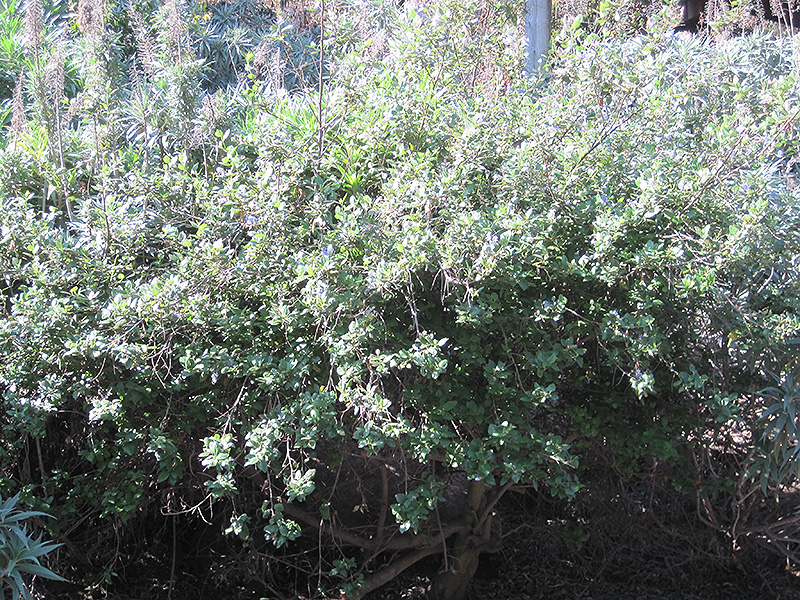 Concha California Lilac (Ceanothus 'Concha') at Roger's Gardens