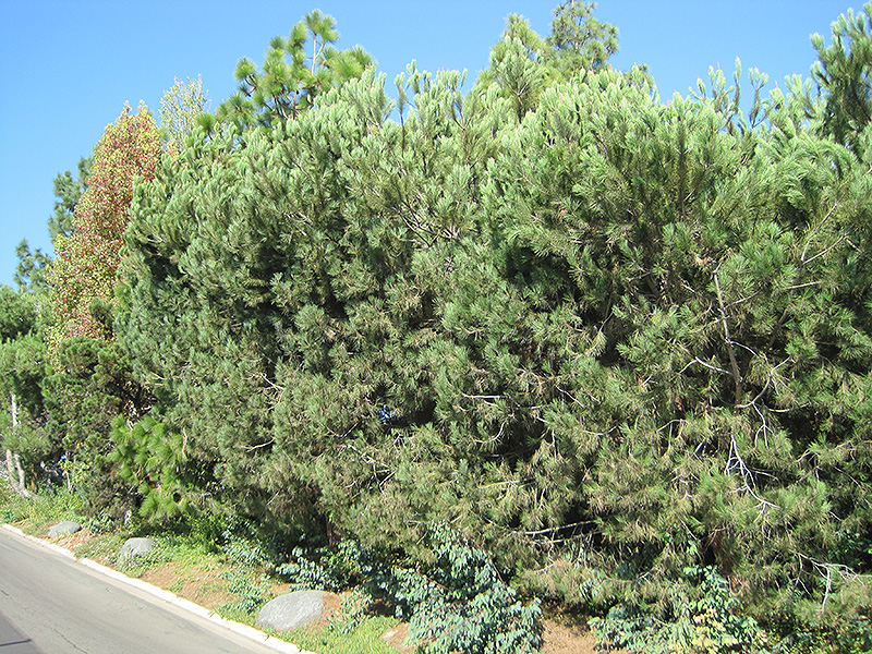 Aleppo Pine (Pinus halepensis) at Roger's Gardens