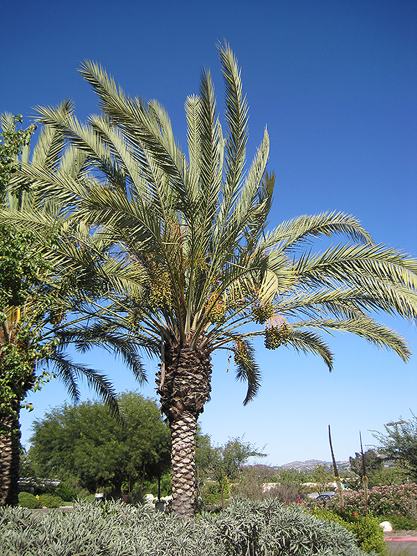 Date Palm (Phoenix dactylifera) at Roger's Gardens