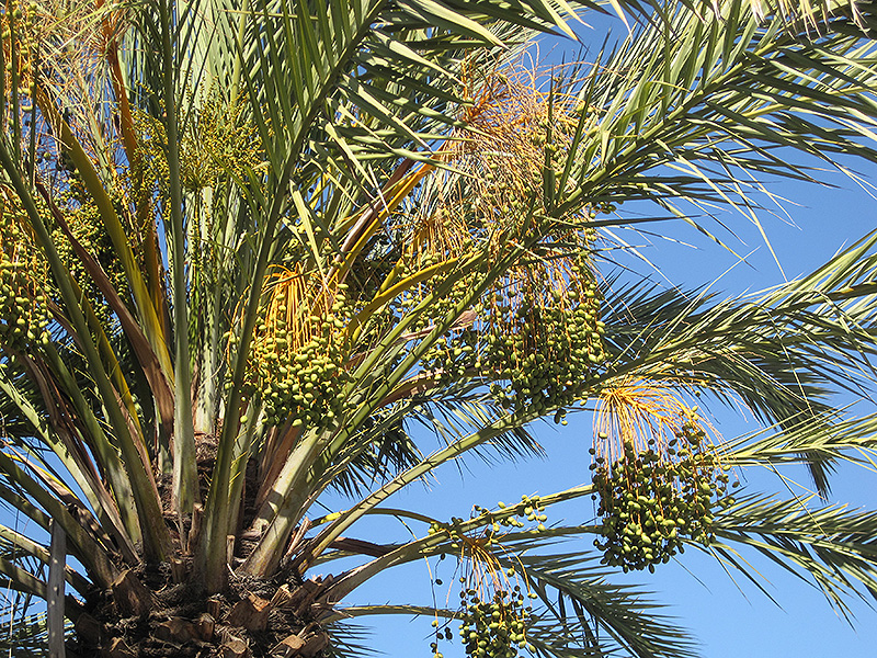 Date Palm (Phoenix dactylifera) at Roger's Gardens