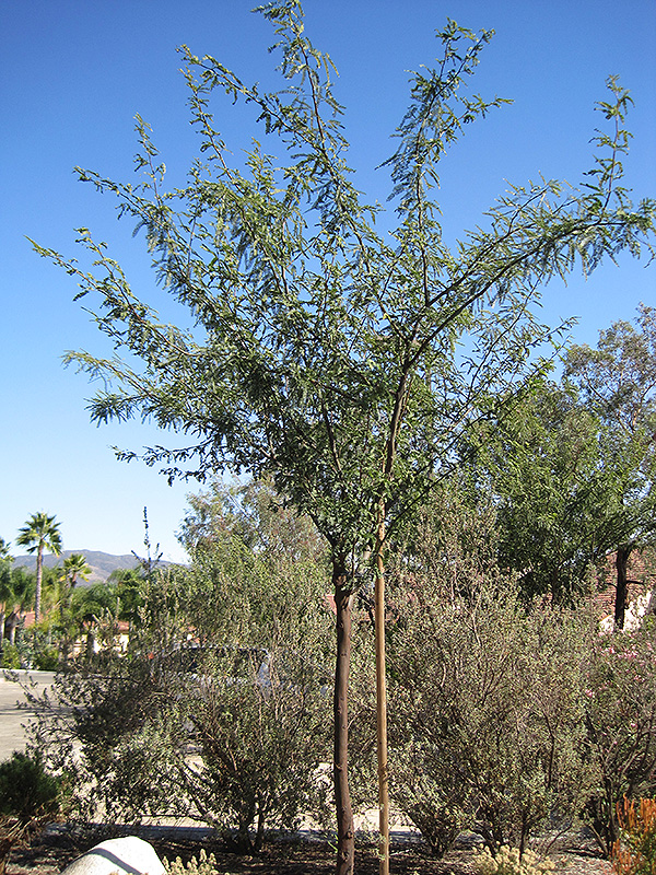 Phoenix Mesquite (Prosopis 'Phoenix') at Roger's Gardens