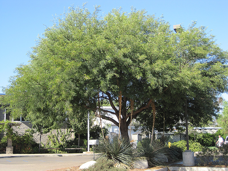 Chilean Mesquite (Prosopis chilensis) at Roger's Gardens