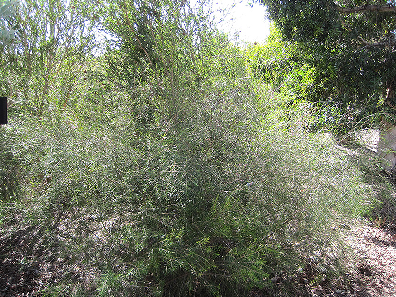 Geraldton Waxflower (Chamelaucium uncinatum) at Roger's Gardens