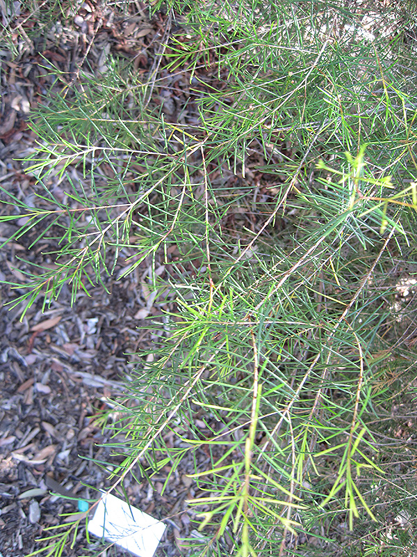 Geraldton Waxflower (Chamelaucium uncinatum) at Roger's Gardens