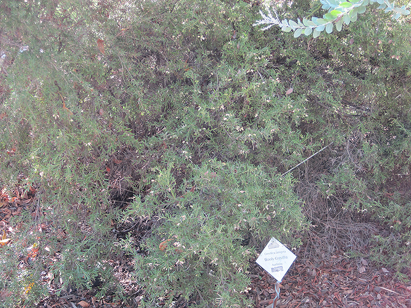 Woolly Grevillea (Grevillea lanigera) at Roger's Gardens