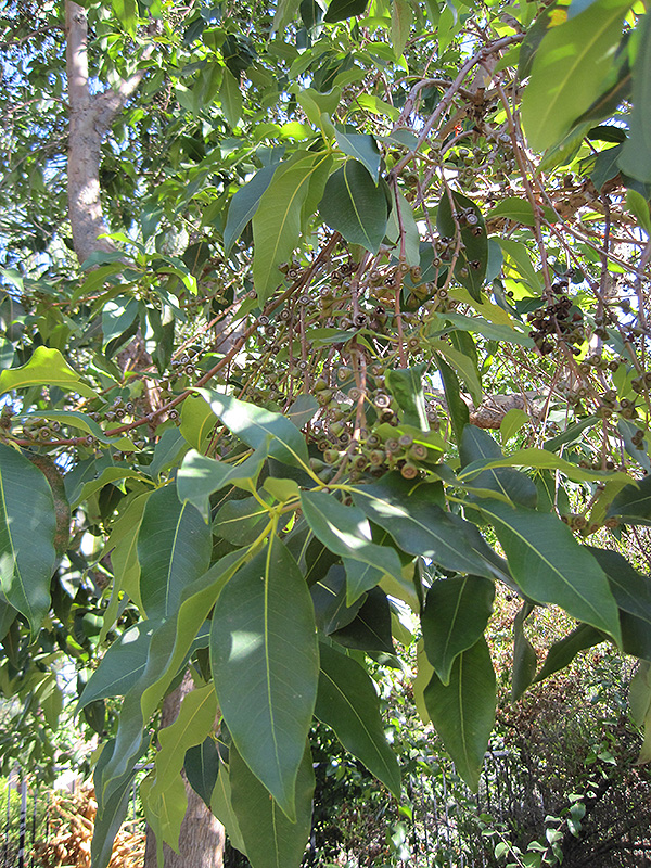 Brisbane Box (Lophostemon confertus) at Roger's Gardens