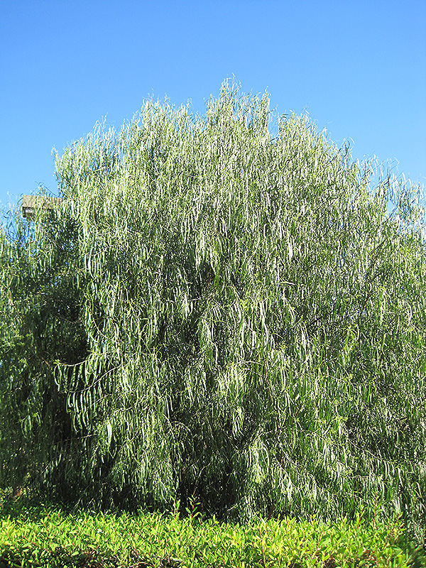 Australian Willow (Geijera parviflora) at Roger's Gardens