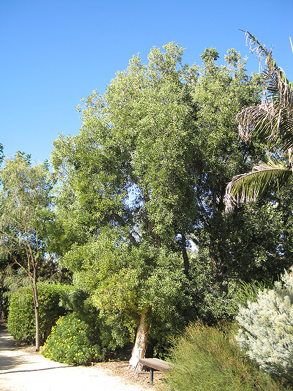 River Tea Tree (Melaleuca quinquenervia) at Roger's Gardens