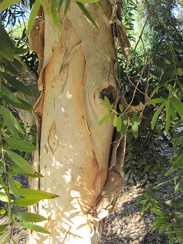 River Tea Tree (Melaleuca quinquenervia) at Roger's Gardens