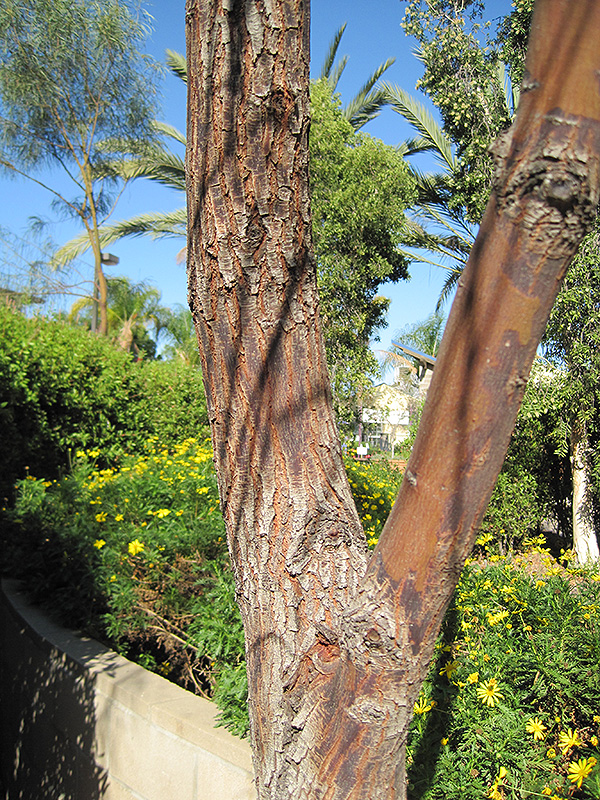 Shoestring Acacia (Acacia stenophylla) in Orange County, CA California ...