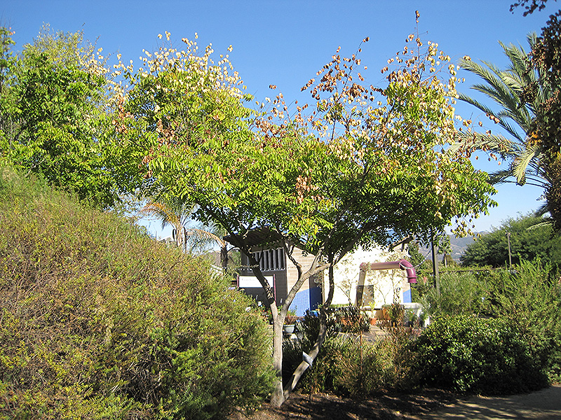 Chinese Flame Tree (Koelreuteria bipinnata) at Roger's Gardens