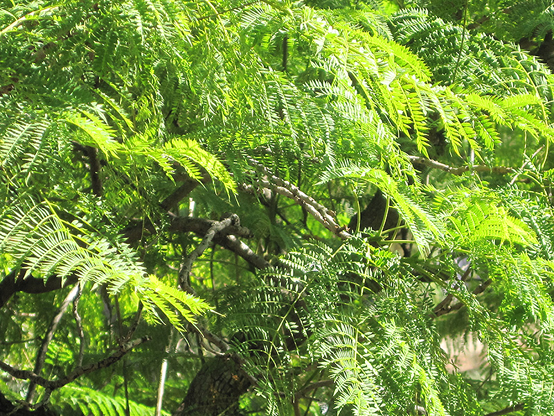 Brazilian Rosewood (Jacaranda mimosifolia) at Roger's Gardens