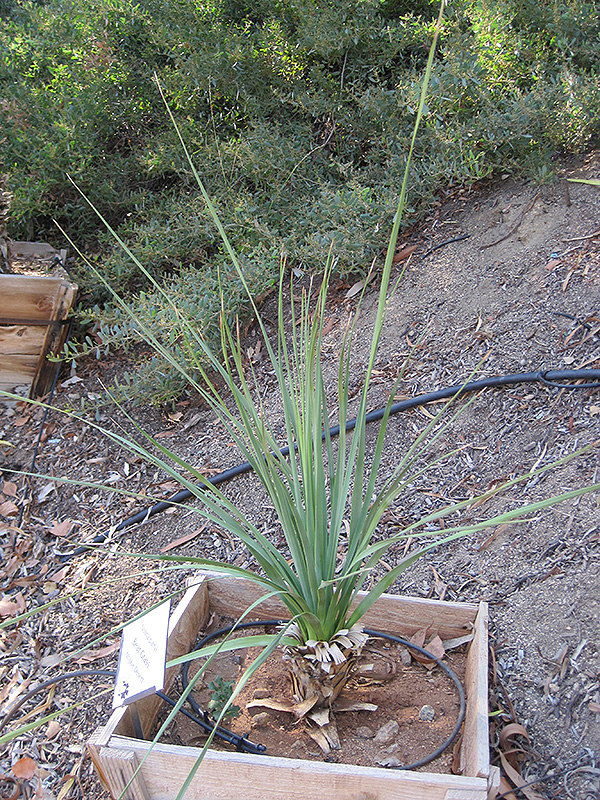 Photo of Nolina parryi (Succulent Cacti Parry's beargrass)