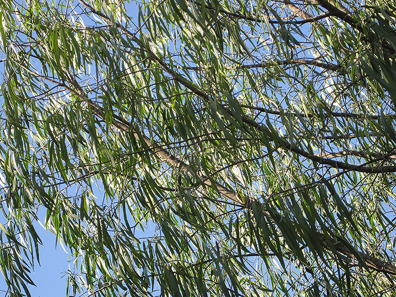 Australian Willow (Geijera parviflora) in Orange County, CA California