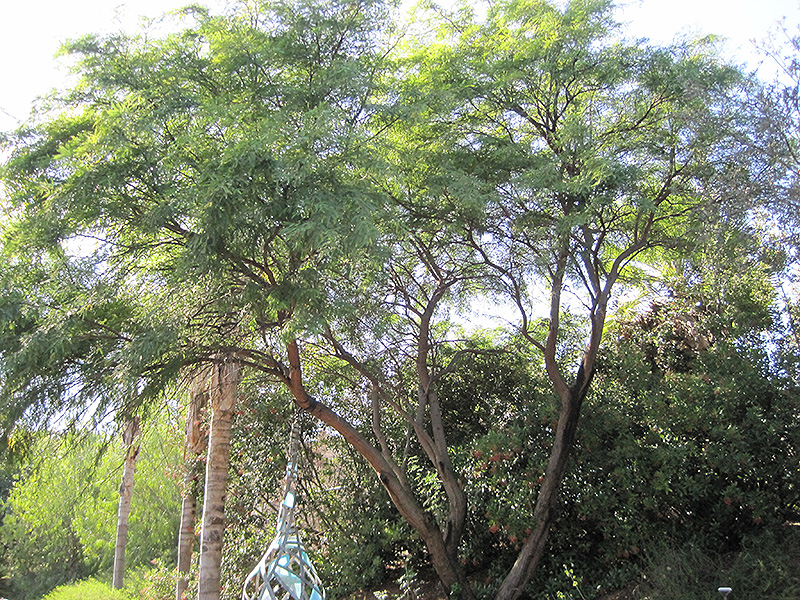 Western Honey Mesquite (Prosopis glandulosa var. torreyana) at Roger's Gardens