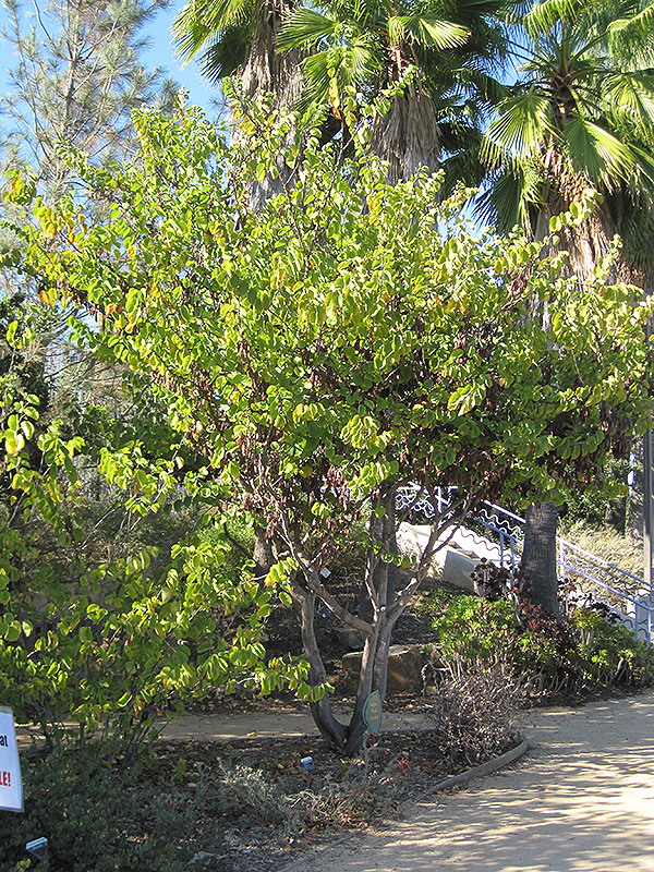 Western Redbud (Cercis occidentalis) at Roger's Gardens