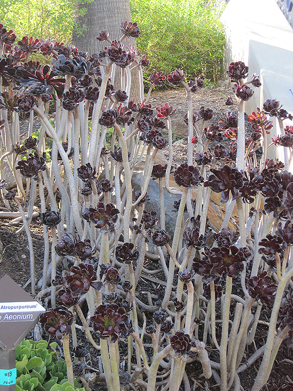 Purple Aeonium (Aeonium arboreum 'var. atropurpureum') at Roger's Gardens