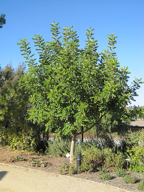 Carob Tree (Ceratonia siliqua) in Orange County, CA California CA at