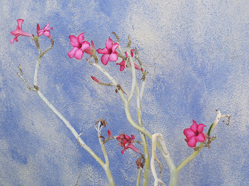 Desert Rose (Adenium obesum) at Roger's Gardens