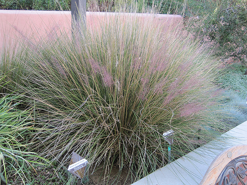 Pink Muhly Grass (Muhlenbergia capillaris 'Pink Muhly') at Roger's Gardens