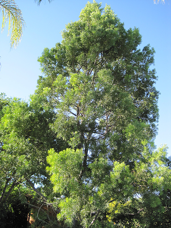 Fern Podocarpus (Podocarpus gracilior) at Roger's Gardens