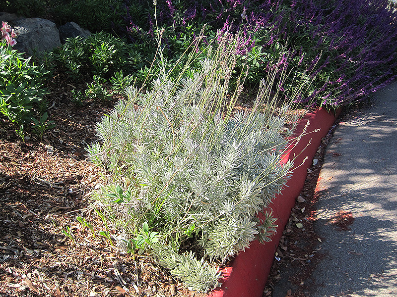 French Lavender (Lavandula dentata) at Roger's Gardens