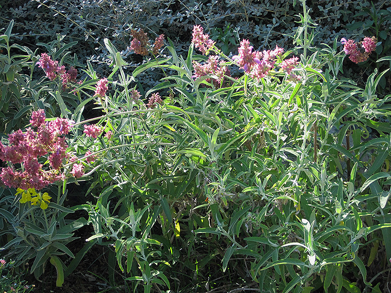 Canary Island Sage (Salvia canariensis) at Roger's Gardens