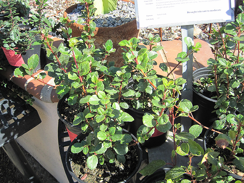 Evergreen Currant (Ribes viburnifolium) at Roger's Gardens