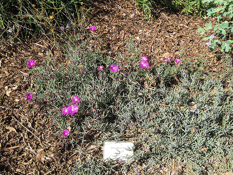 Trailing Iceplant (Lampranthus spectabilis) at Roger's Gardens