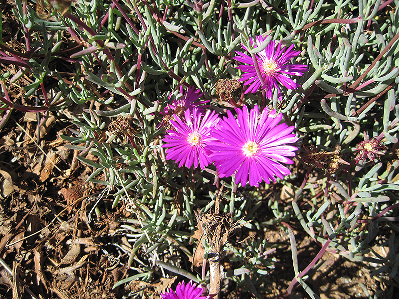 Purple Iceplant (Lampranthus productus) at Roger's Gardens