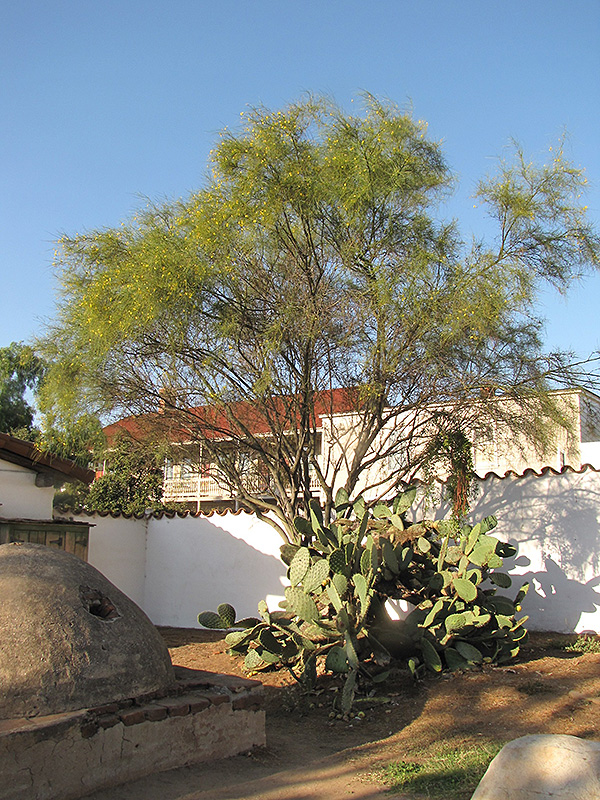 Mexican Palo Verde (Parkinsonia aculeata) at Roger's Gardens