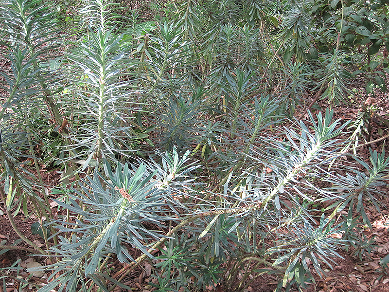 Wulfenii Mediterranean Spurge (Euphorbia characias 'var. wulfenii') at Roger's Gardens