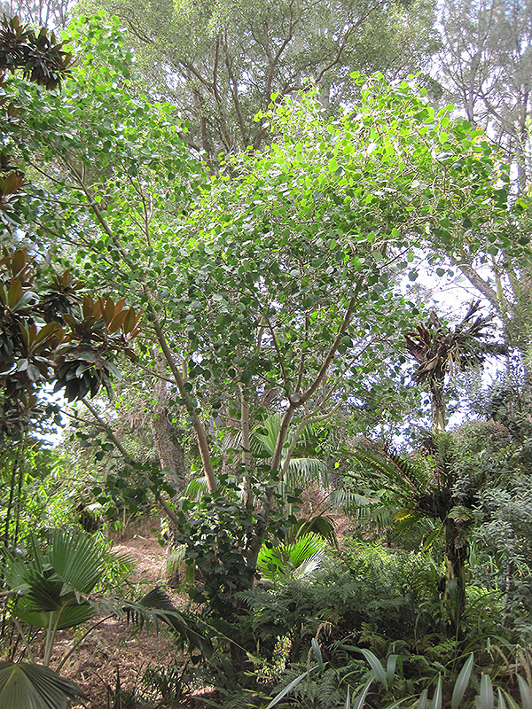 Bo Tree (Ficus religiosa) at Roger's Gardens