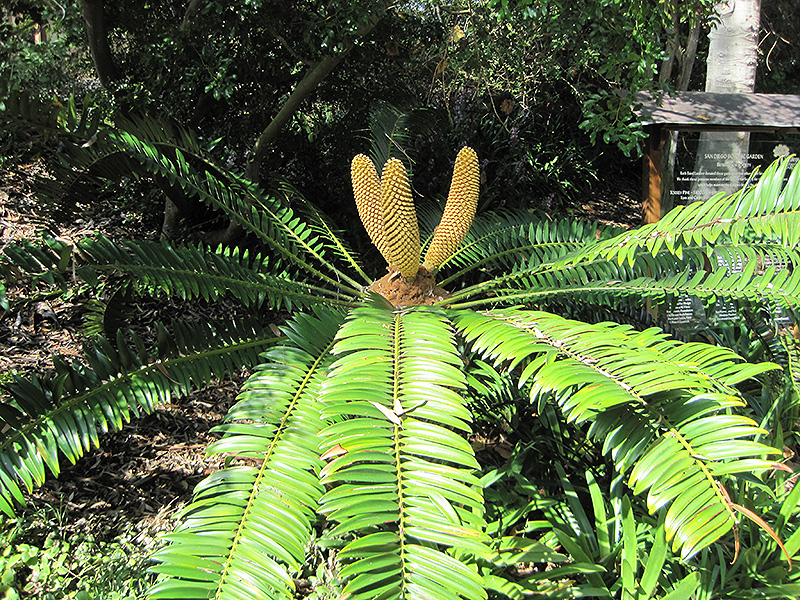 Natal Cycad (Encephalartos natalensis) at Roger's Gardens