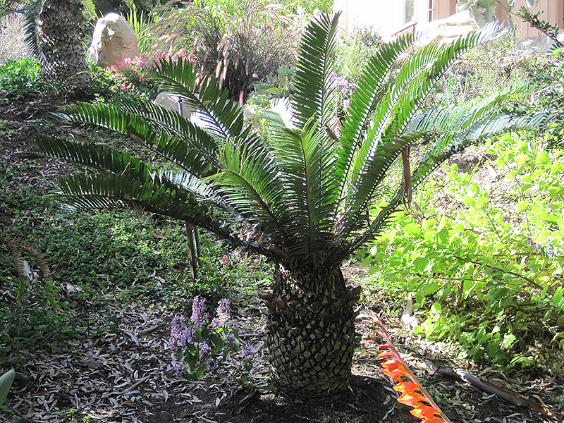 Natal Cycad (Encephalartos natalensis) at Roger's Gardens