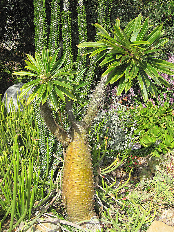 Madagascar Palm (Pachypodium lamerei) at Roger's Gardens