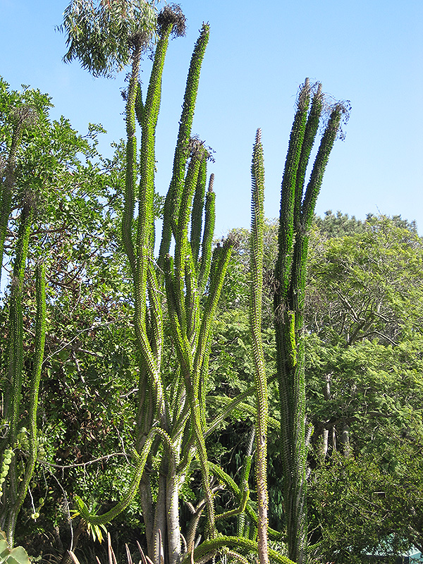 Madagascan Ocotillo (Alluaudia procera) at Roger's Gardens