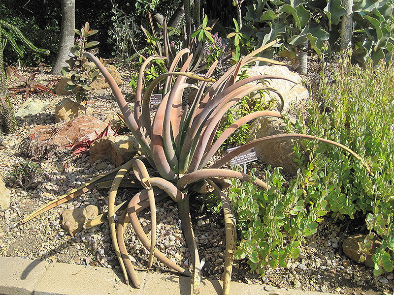 Malagasy Tree Aloe (Aloe suzannae) at Roger's Gardens