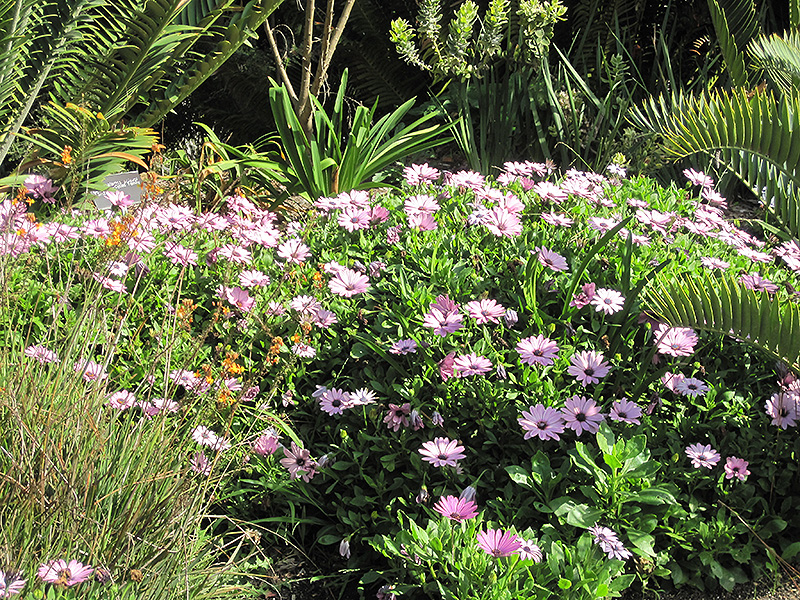 Soprano Light Purple African Daisy (Osteospermum 'Soprano Light Purple') at Roger's Gardens